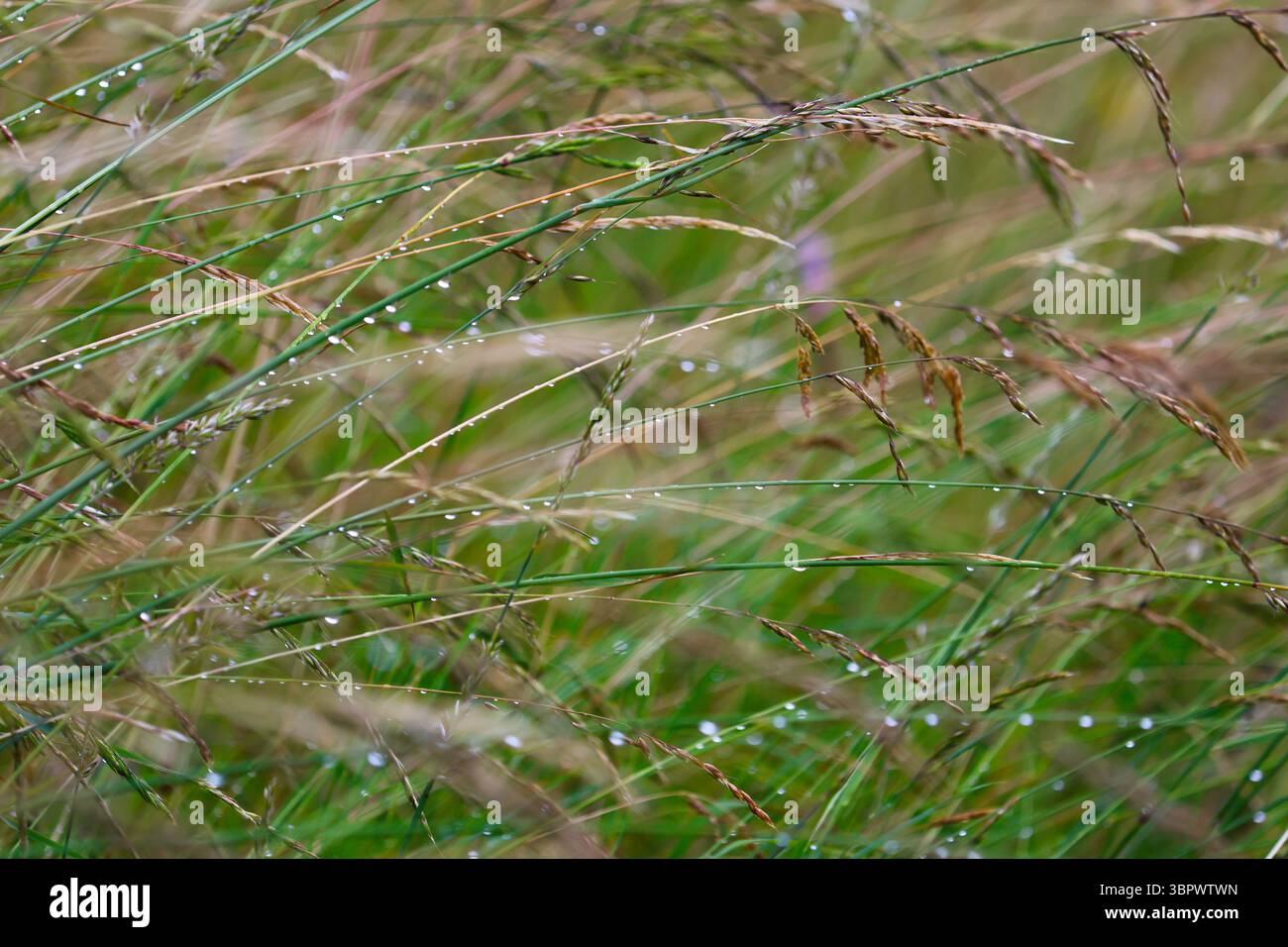 Primo piano di prato nelle Alpi svizzere in una fresca mattinata d'estate, con lame che attraversano in modo naturale e scintillanti gocce di rugiada. Foto Stock