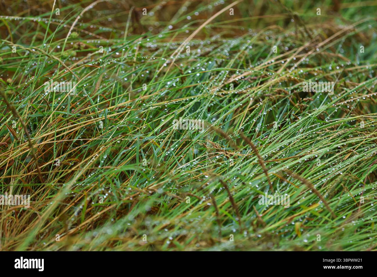 Primo piano di lame d'erba bagnate con scintillanti gocce di rugiada dopo la pioggia in una fresca mattina estiva, creando una delicata texture naturale. Foto Stock