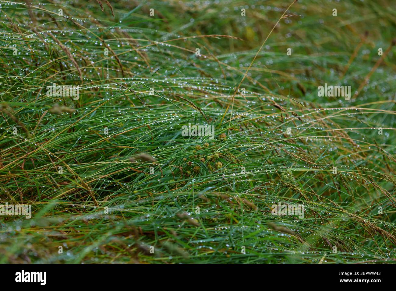 Primo piano di lame di erba bagnate con gocce di rugiada o gocce di pioggia, per creare una texture delicata e naturale. Foto Stock