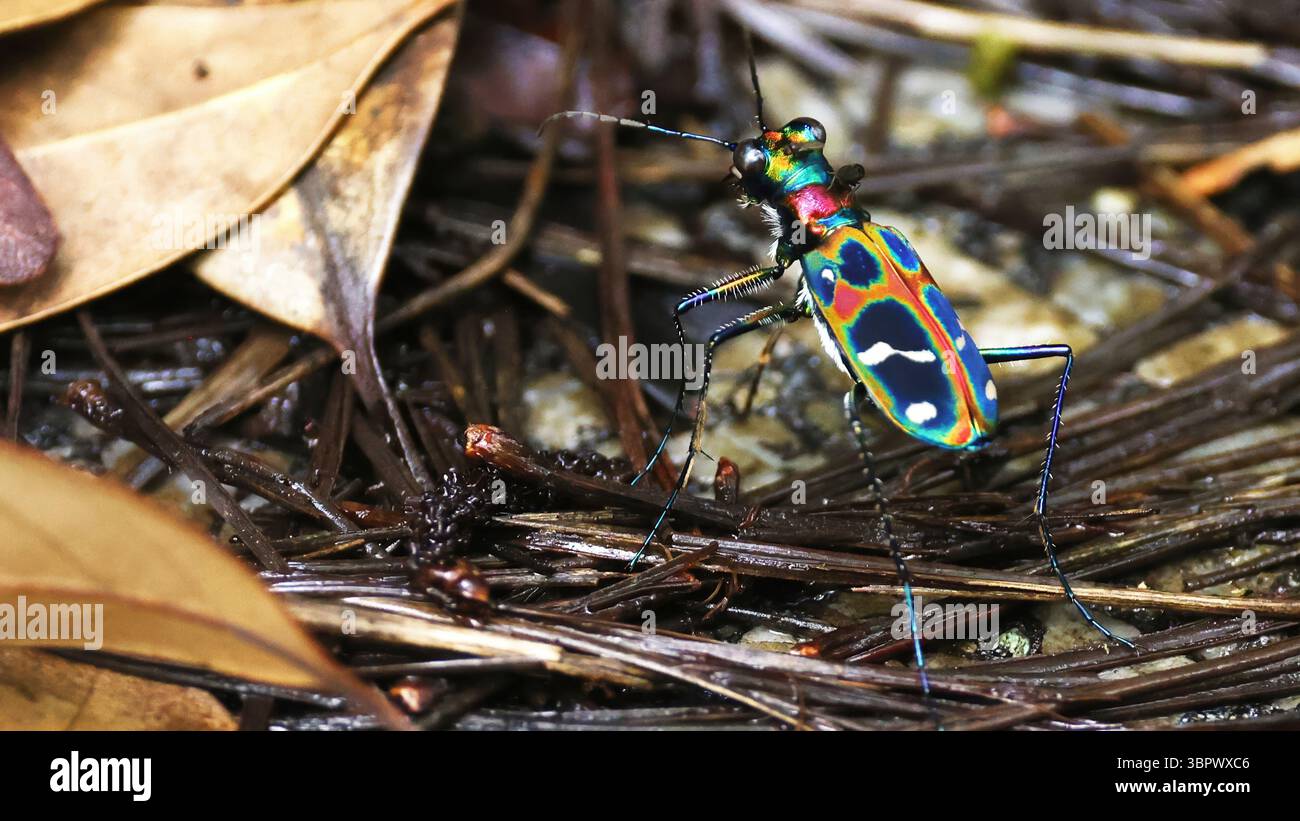 Scarabeo tigre giapponese (Cicindela chinensis japonica), insetto giapponese molto colorato Foto Stock