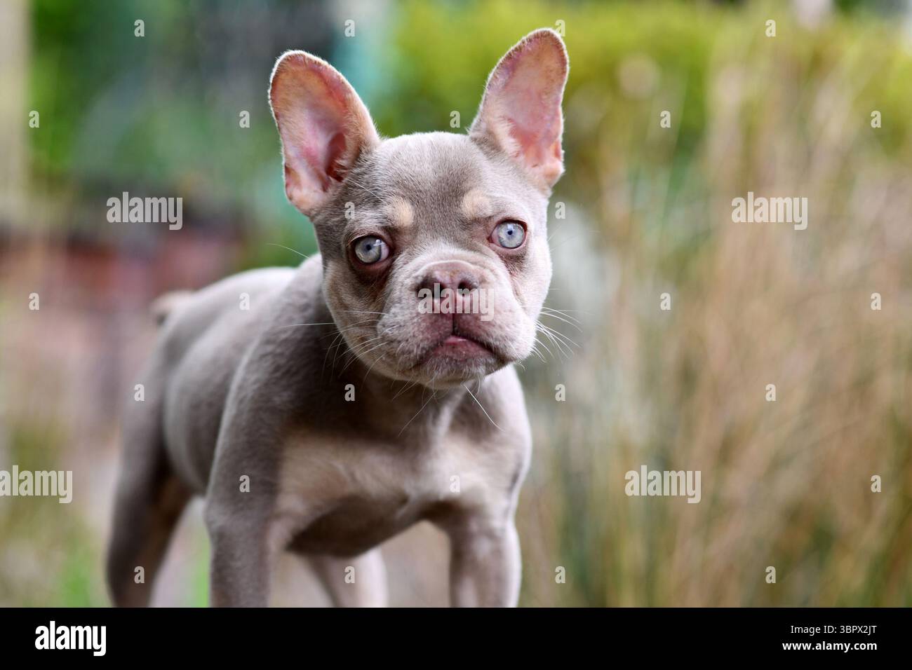 Giovane nuova ombra Isabella Orange Tan Bulldog francese con occhi azzurri molto chiari Foto Stock