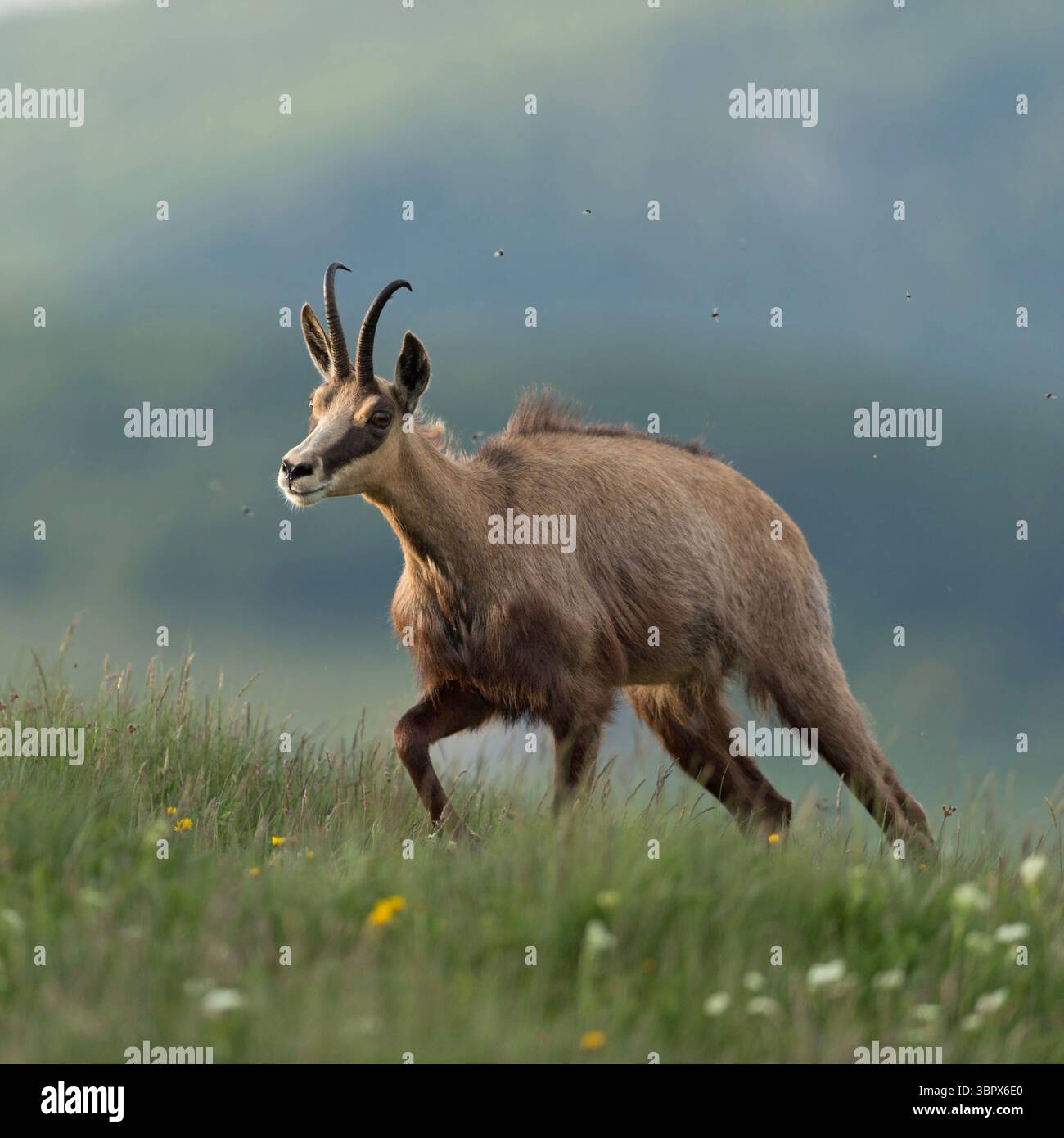 Camoscio alpino ( Rupicapra rupicapra ) camminando in salita, su verdi prati alpini, per foraggio, in splendidi dintorni, fauna selvatica, in Europa. Foto Stock