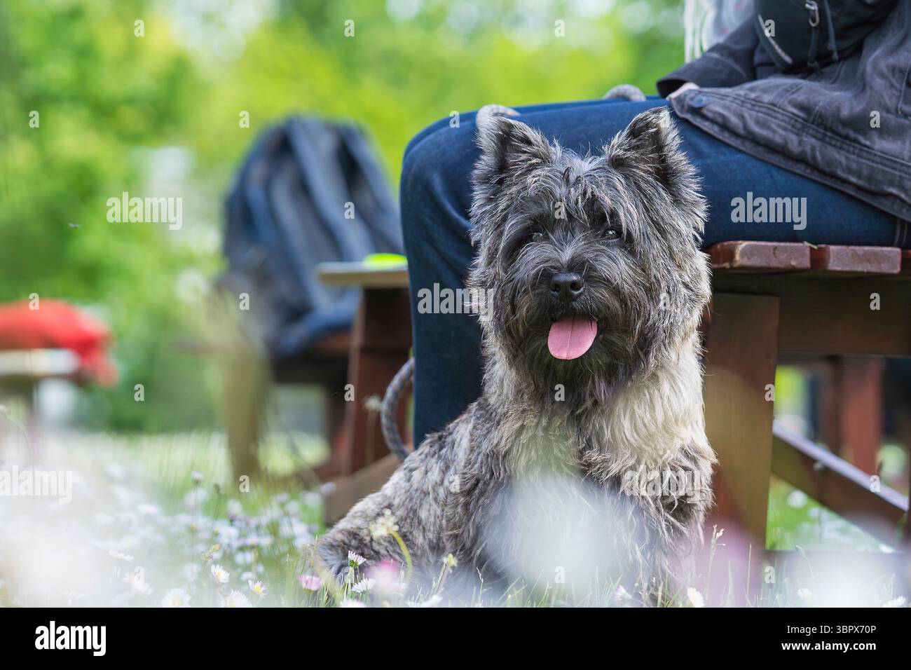 Ritratto del cane Cairn Terrier all'aperto. Ritratto di un animale domestico del cane da ravvicinato della razza Cairn Terrier con pelliccia di colore scuro. Foto Stock