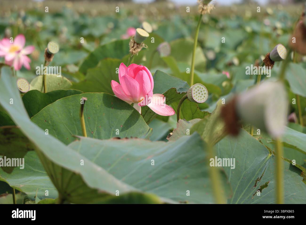 Fioritura del loto nella regione di Astrakhan Foto Stock