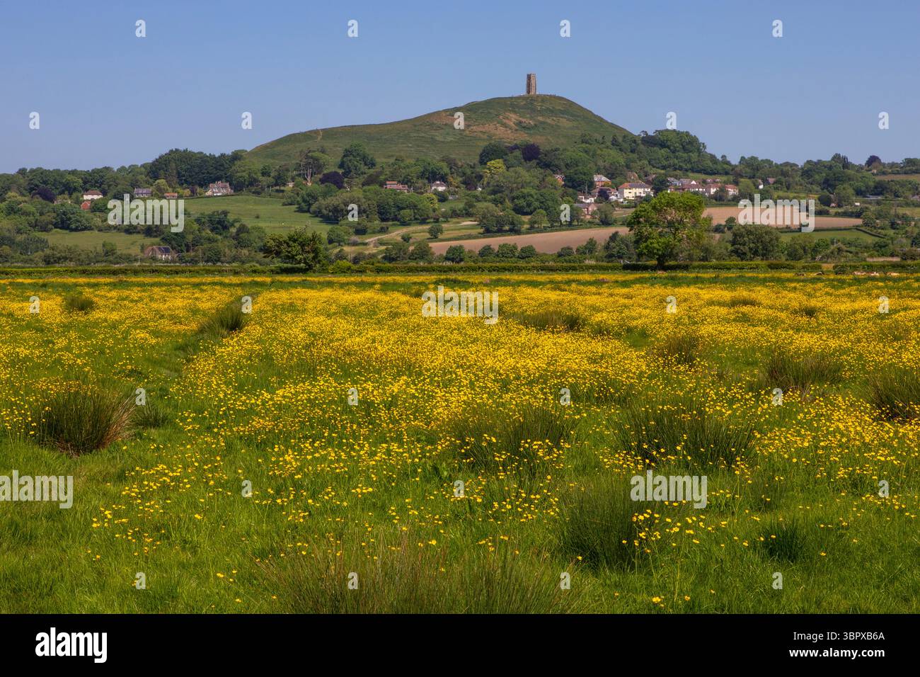 Vista attraverso i campi verso Glastonbury Tor nella splendida città di Glastonbury nel Somerset, Regno Unito. Foto Stock
