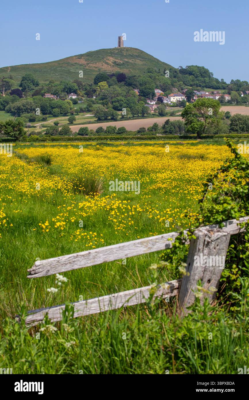 Vista attraverso i campi verso Glastonbury Tor nella splendida città di Glastonbury nel Somerset, Regno Unito. Foto Stock