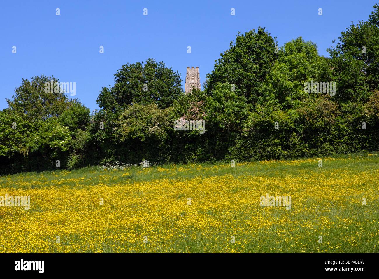 La torre di Glastonbury Tor, appena sopra gli alberi di Glastonbury, Somerset, Regno Unito. Foto Stock