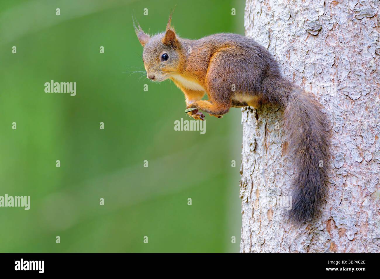 Scoiattolo rosso eurasiatico (Sciurus vulgaris) in una foresta norvegese. Foto Stock Scoiattolo rosso eurasiatico (Sciurus vulgaris) in una foresta norvegese. Foto Stock