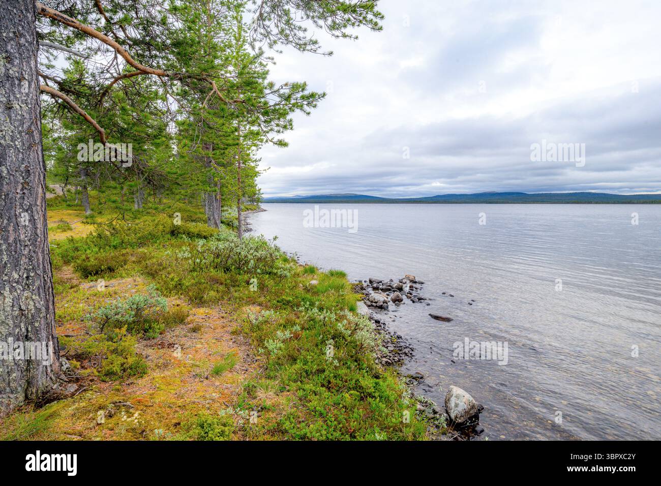 Sul bordo del lago Femnuden (Femundsjøen), (Engerdal, Innlandet), Norvegia orientale nel mese di giugno. Foto Stock