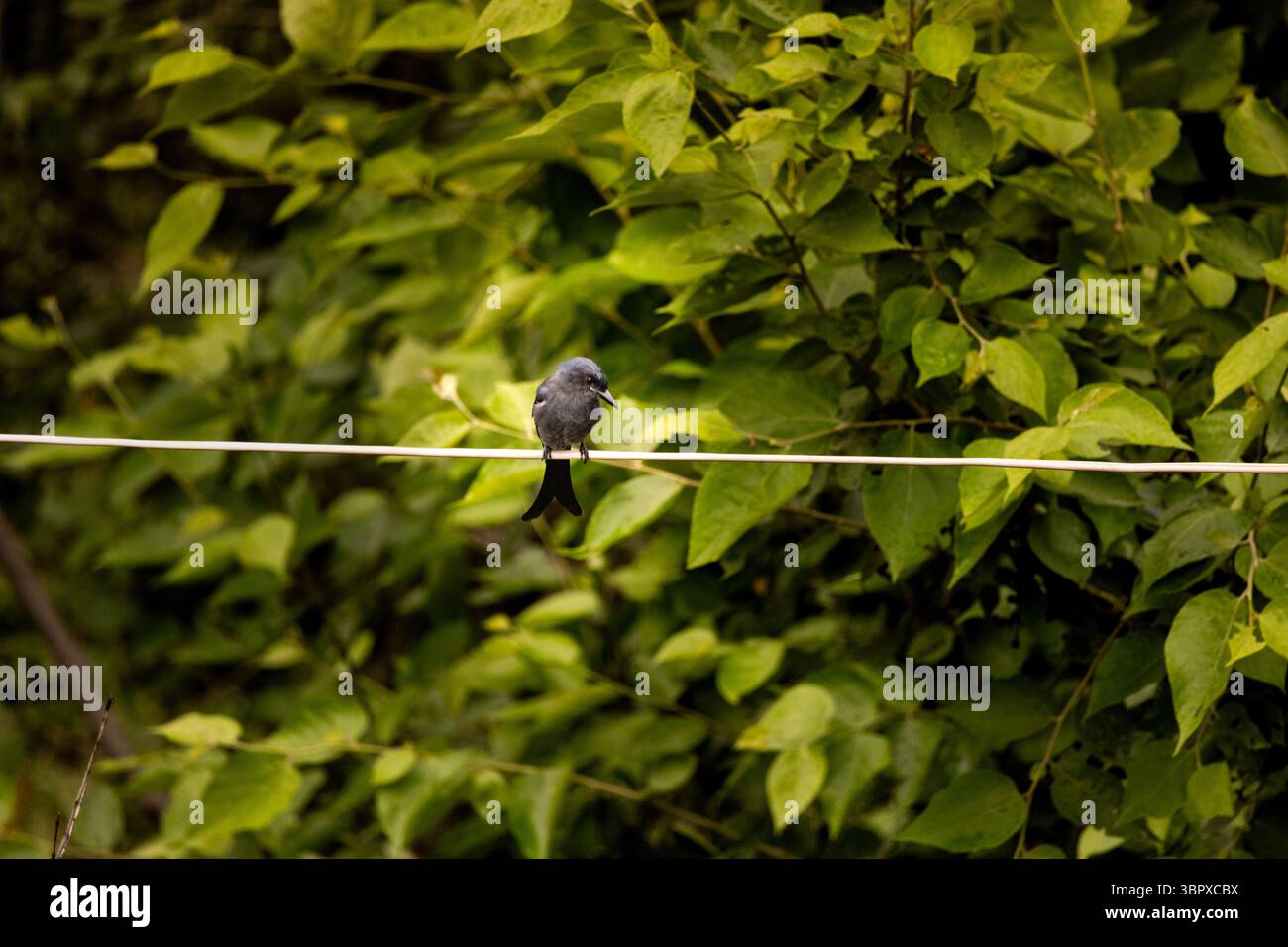 Drongo nero appollaiato sul filo, che mostra un piumaggio lucido e una postura di allerta nel suo habitat naturale Foto Stock