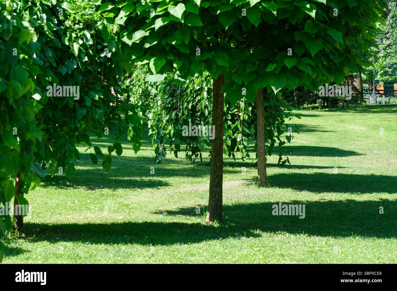 Le foglie verdi brillanti creano ombre dappate sull'erba soffice in un parco tranquillo. Foto Stock