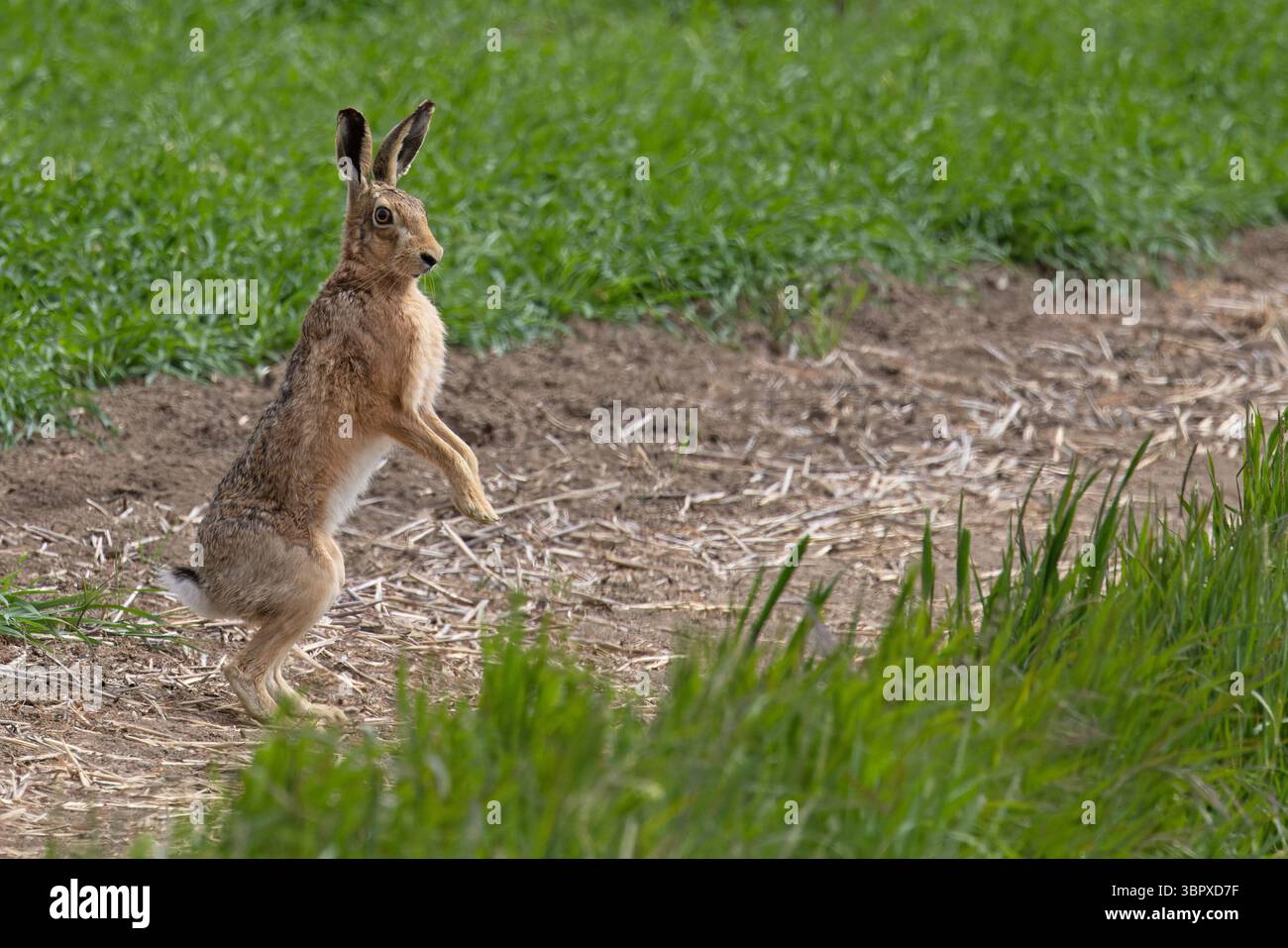Lepre bruna europea (Lepus europaeus) in piedi sulle zampe posteriori Essex maggio 2025 Foto Stock
