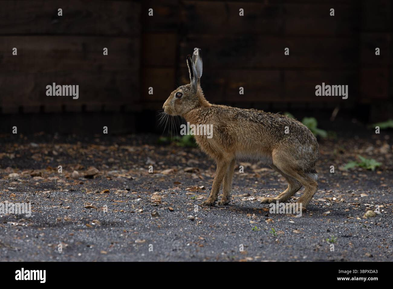 Lepus europaeus (Lepus europaeus) Norfolk maggio 2025 Foto Stock