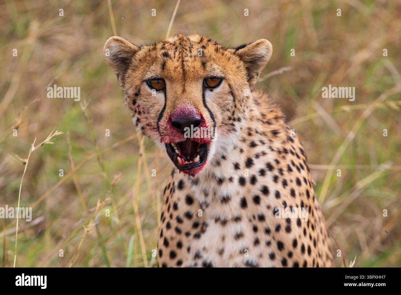Un ghepardo con il sangue che gocciola dalla bocca, fissa la telecamera con una bocca aperta dopo aver mangiato una gazzella che ha recentemente ucciso nel Serengeti centrale N. Foto Stock
