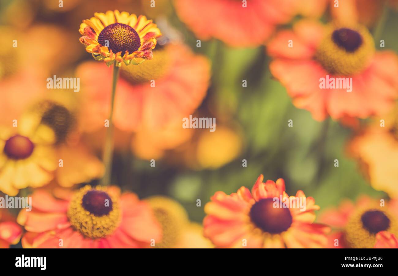 Fiori ai confini di Hidcote Gardens, Gloucestershire. Foto Stock