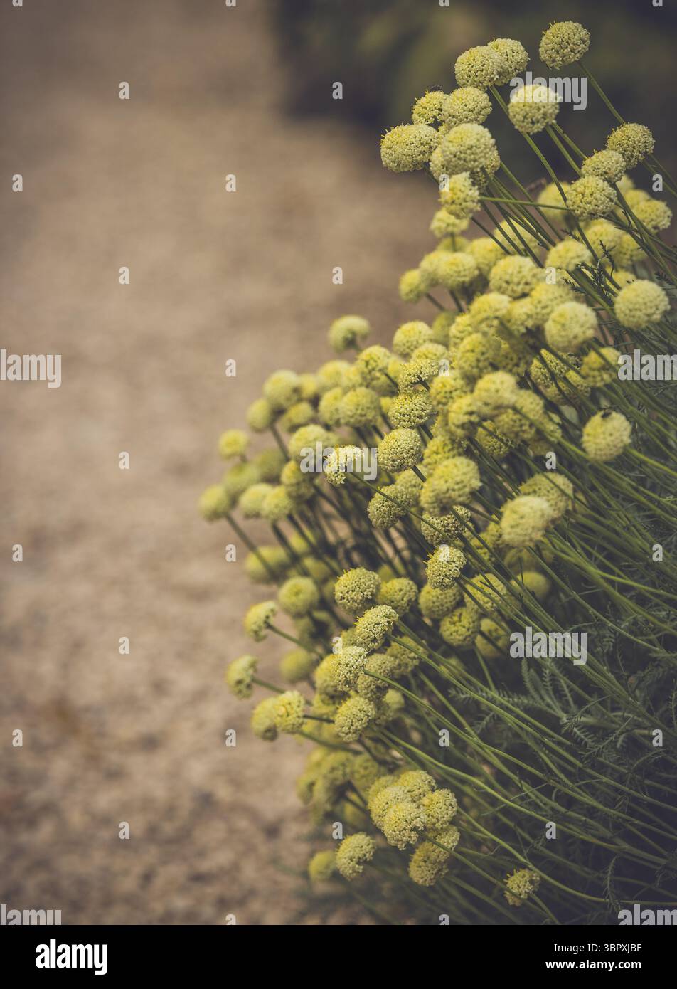 Fiori ai confini di Hidcote Gardens, Gloucestershire. Foto Stock