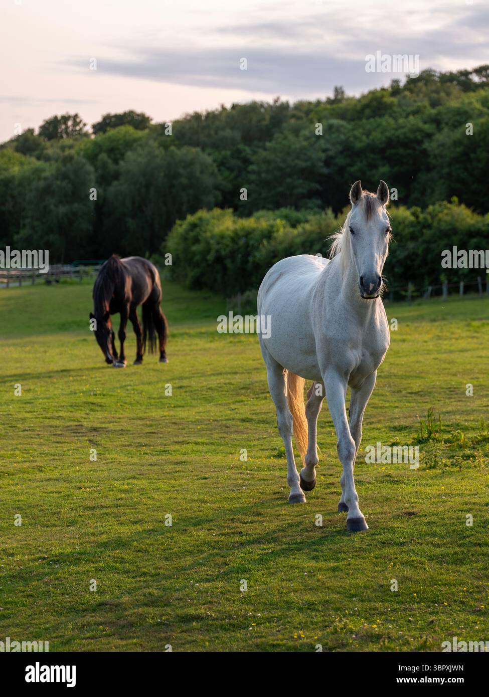 cavallo nero e cavallo bianco nel paddock estivo britannico con calda luce serale Foto Stock