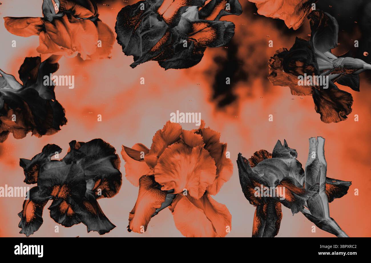 Foto artistica di fiori d'iride arricchita digitalmente con una vivace tavolozza arancione e nero. Adatto per temi editoriali, poster e di design astratto. Foto Stock Foto artistica di fiori d'iride arricchita digitalmente con una vivace tavolozza arancione e nero. Adatto per temi editoriali, poster e di design astratto. Foto Stock