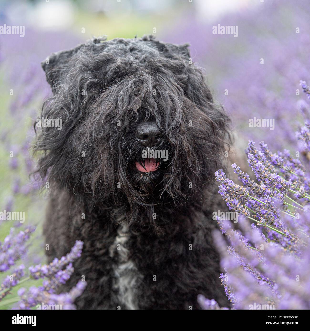 bouvier des flandres cane in giardino di lavanda Foto Stock
