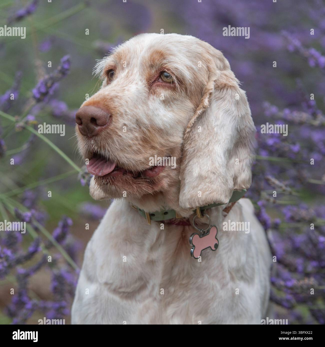 English cocker spaniel Foto Stock