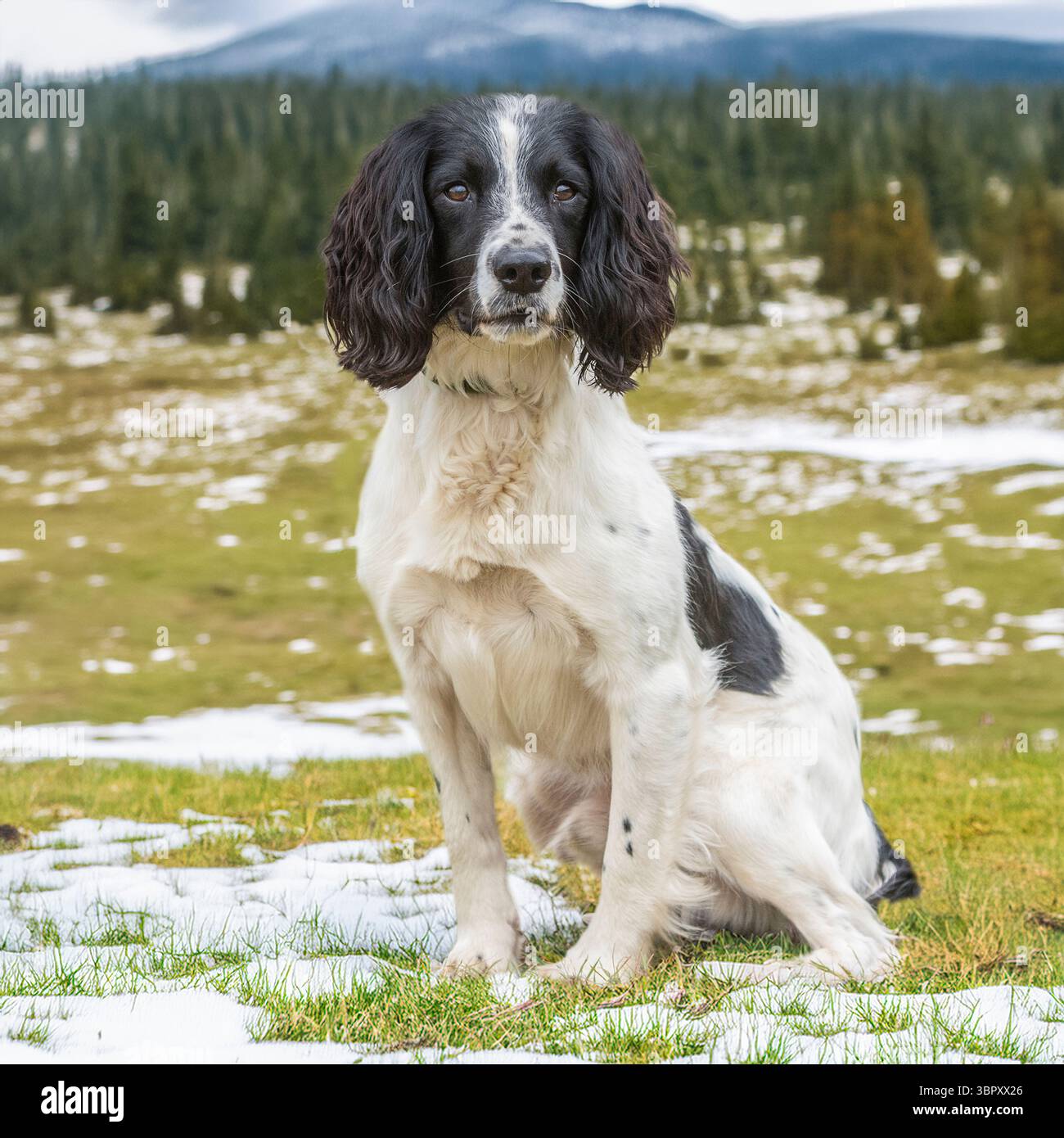 spaniel inglese springer seduto nella neve in campagna Foto Stock
