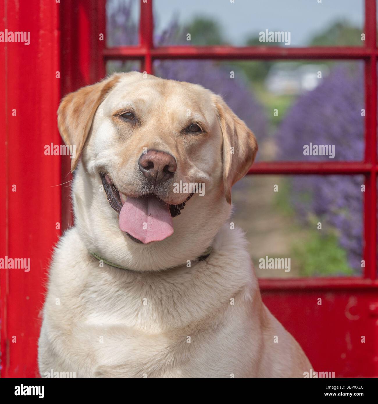 felice labrador retriever giallo seduto davanti a una cabina telefonica rossa Foto Stock