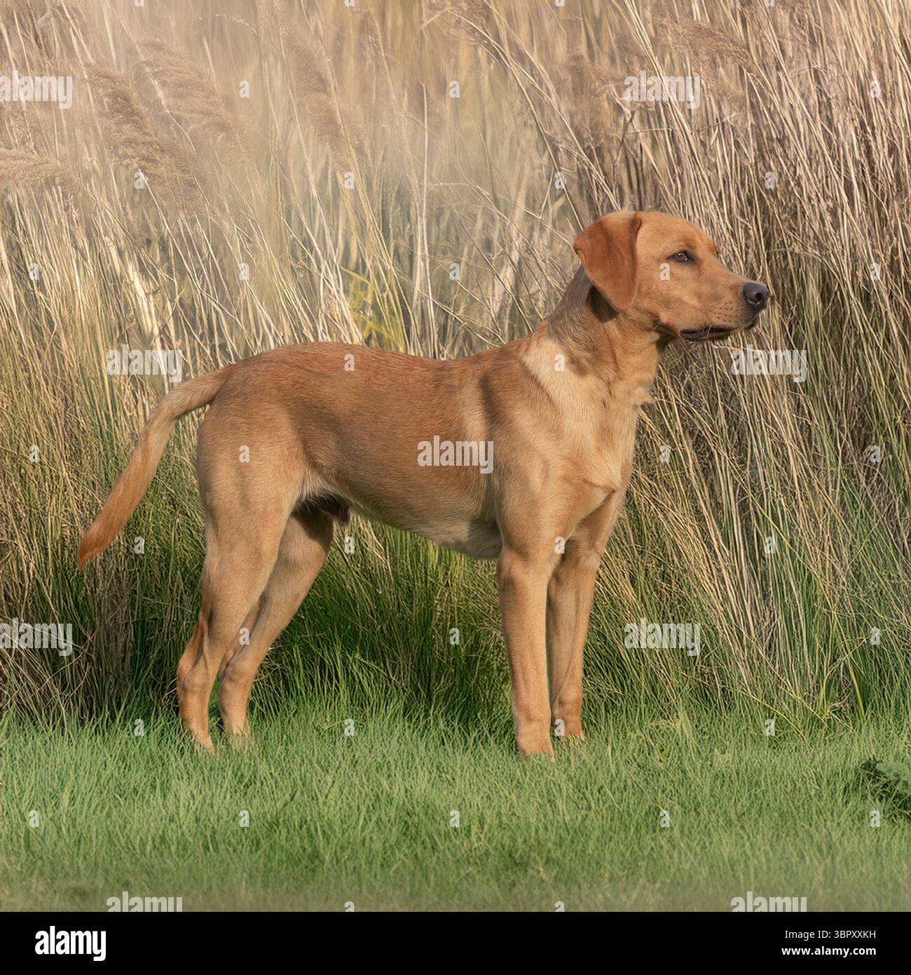 fox rosso, giallo labrador retriever Foto Stock