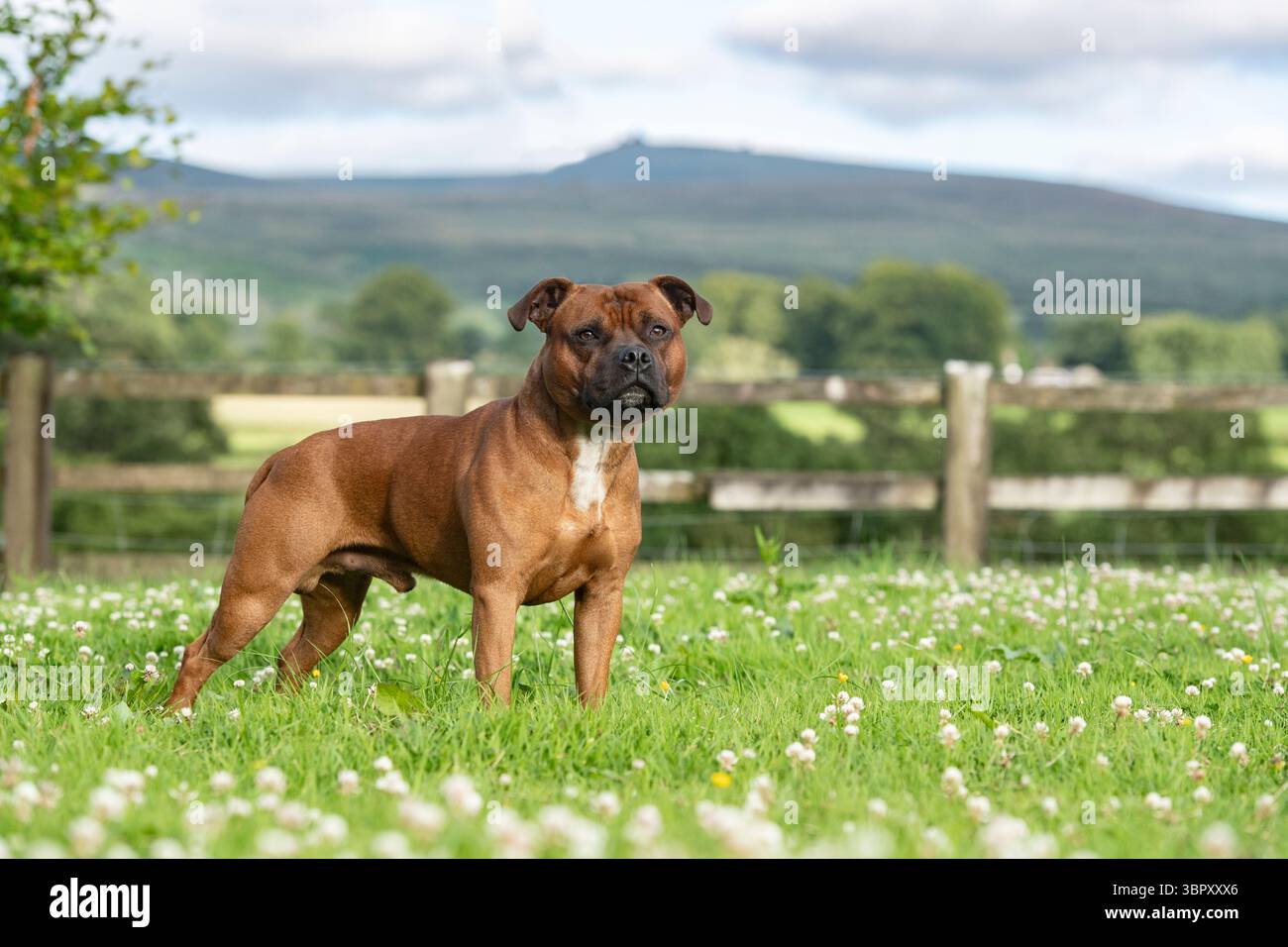 staffordshire bull terrier in campagna Foto Stock