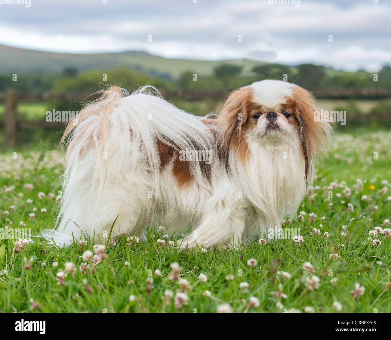 Cane cinese giapponese Foto Stock