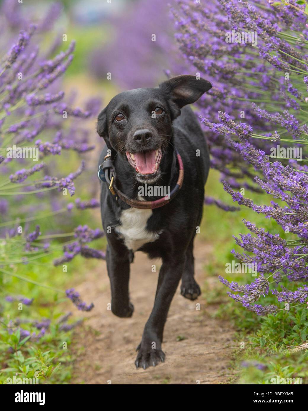 felice cane crossbreed che corre attraverso la lavanda Foto Stock