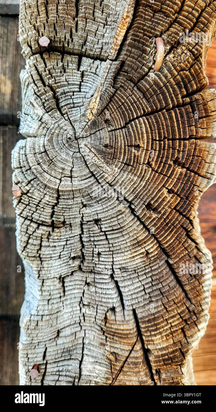 fondo in legno naturale con strutture in legno e fibre di legno dai bellissimi colori naturali Foto Stock