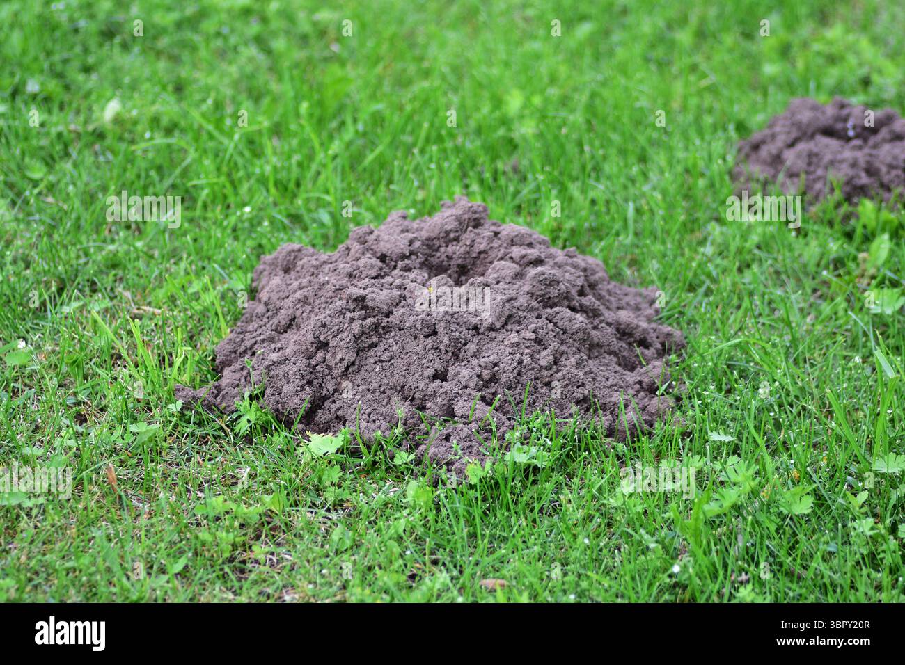 Tumulo fresco di molehill su prato verde, vista ravvicinata del terreno scuro che contrasta con l'erba. Concetto di parassiti da giardino, salute del suolo, sottosuolo naturale Foto Stock