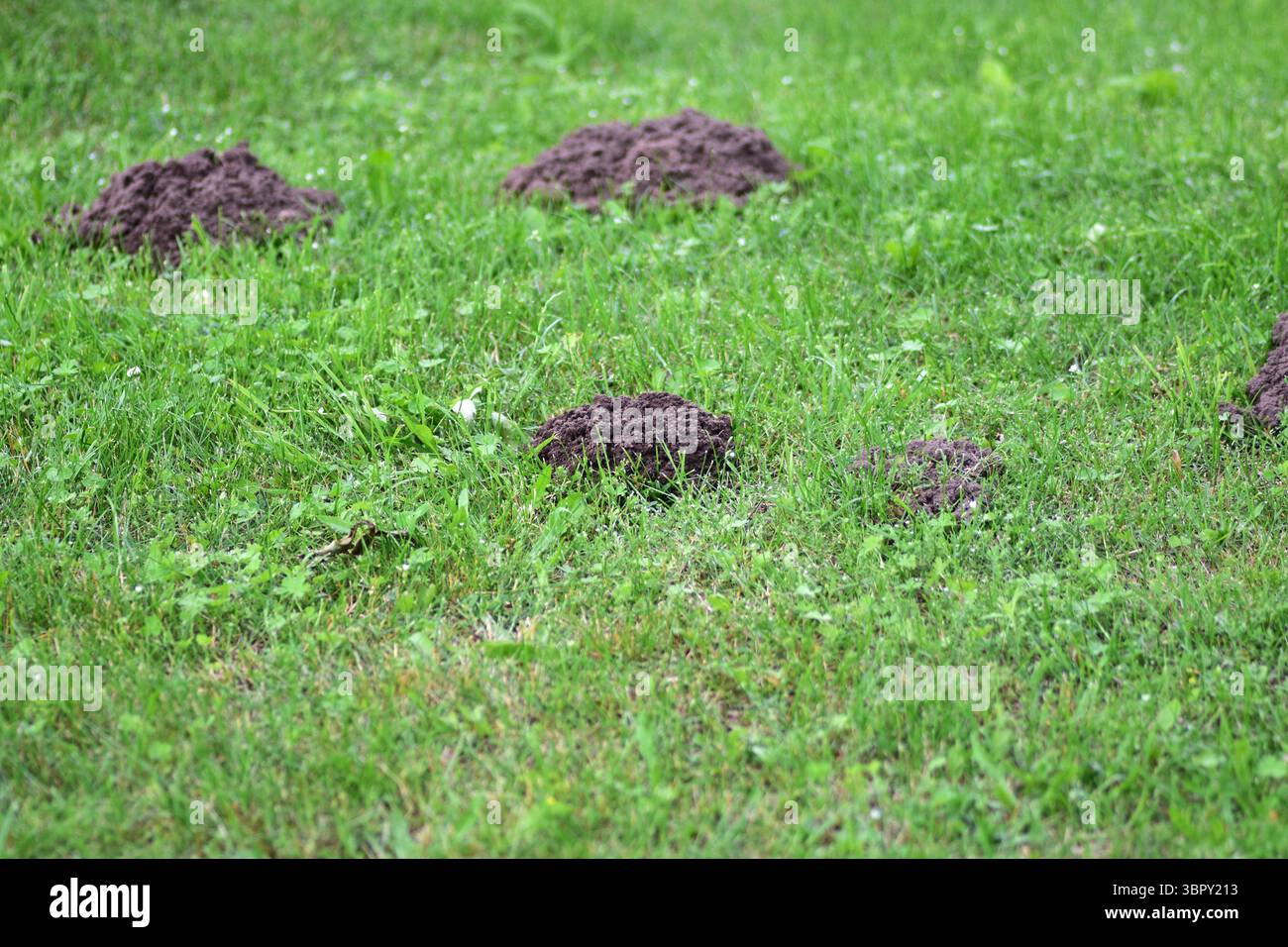 Tumulo fresco di molehill su prato verde, vista ravvicinata del terreno scuro che contrasta con l'erba. Concetto di parassiti da giardino, salute del suolo, sottosuolo naturale Foto Stock