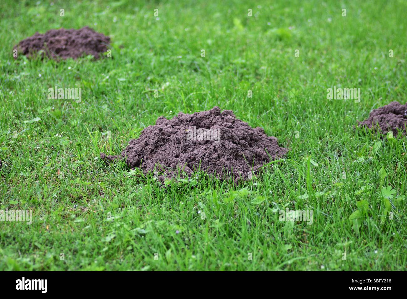 Tumulo fresco di molehill su prato verde, vista ravvicinata del terreno scuro che contrasta con l'erba. Concetto di parassiti da giardino, salute del suolo, sottosuolo naturale Foto Stock