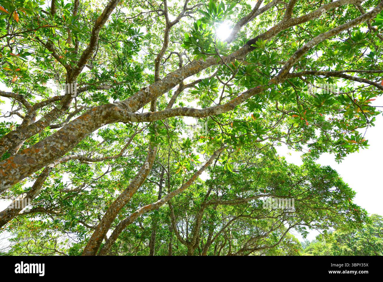 Vegetazione fresca e luce del sole filtrano attraverso gli alberi Foto Stock