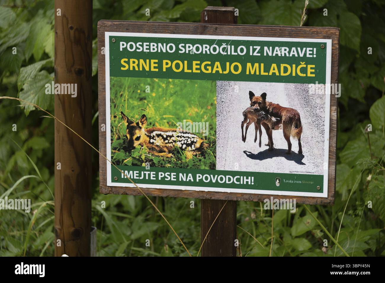 Firma con foto e testo sloveno nel verde, avverte degli animali, Zgornje Jezersko, Gorenjska, Slovenia Foto Stock