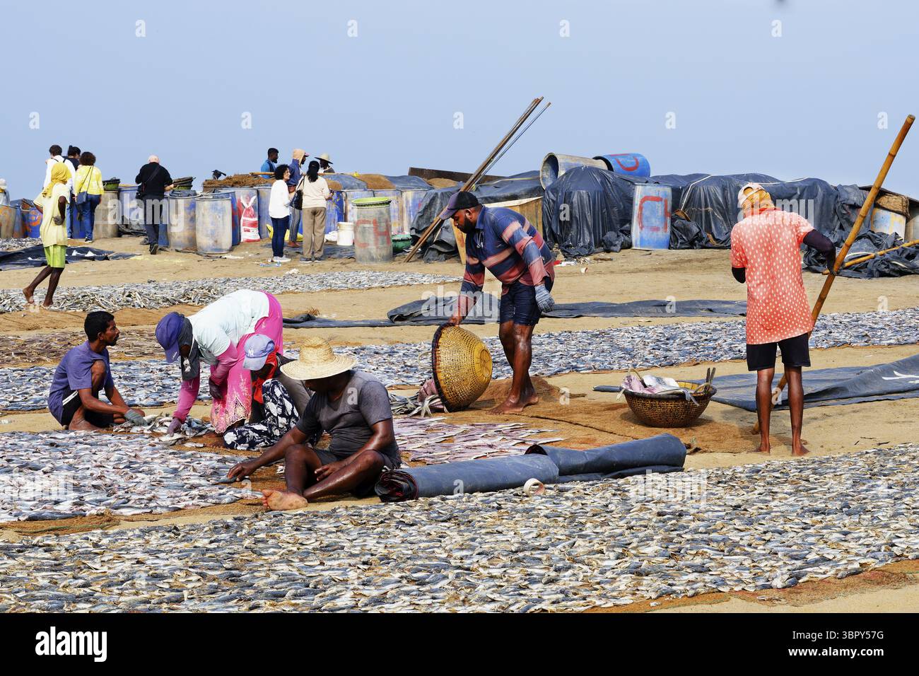 Pescatori che spargono il pesce ad asciutto, Negombo, Sri Lanka Foto Stock