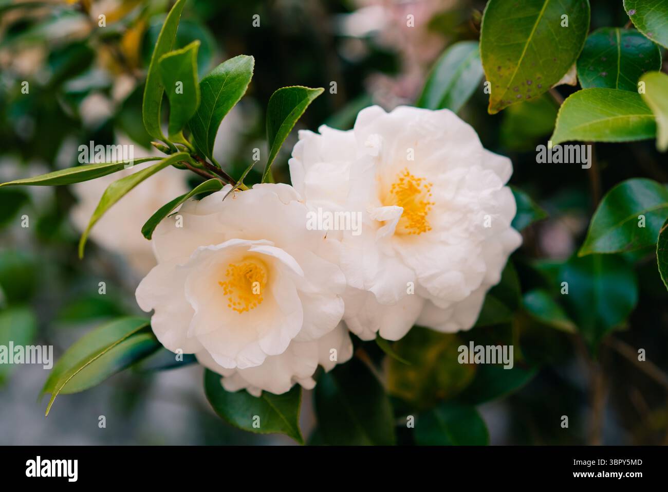Camelia bianca Japonica alba Plena. Foto di alta qualità Foto Stock