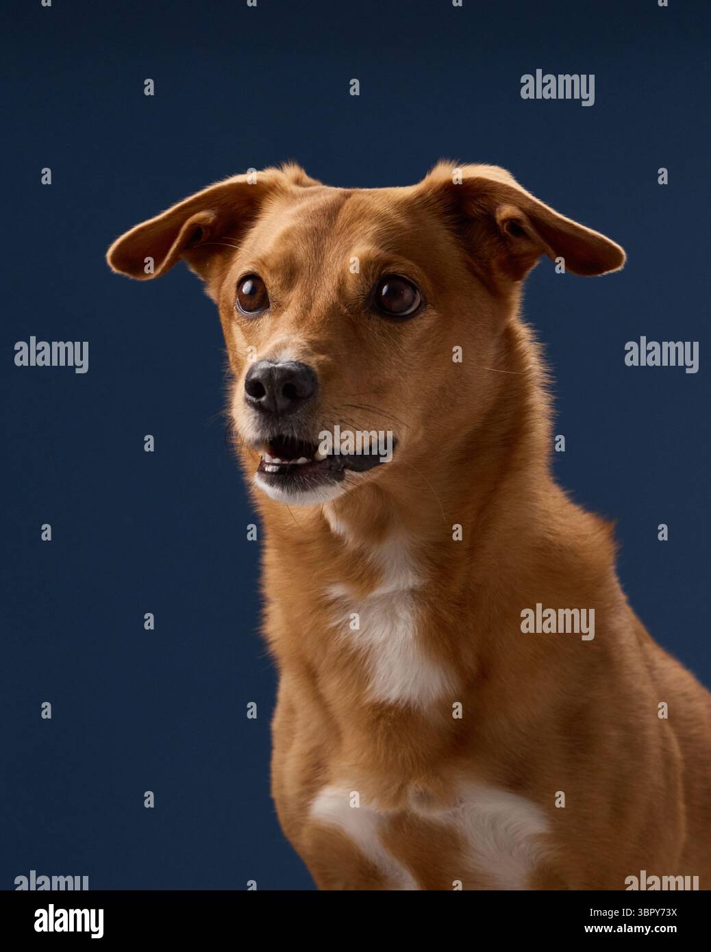 Un cane siede ancora in uno studio e guarda un po' verso l'alto. Lo sfondo è neutro e la luce rivela la consistenza della pelliccia. Foto Stock