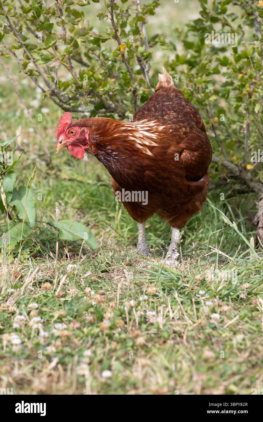 primo piano di gallina in fattoria Foto Stock