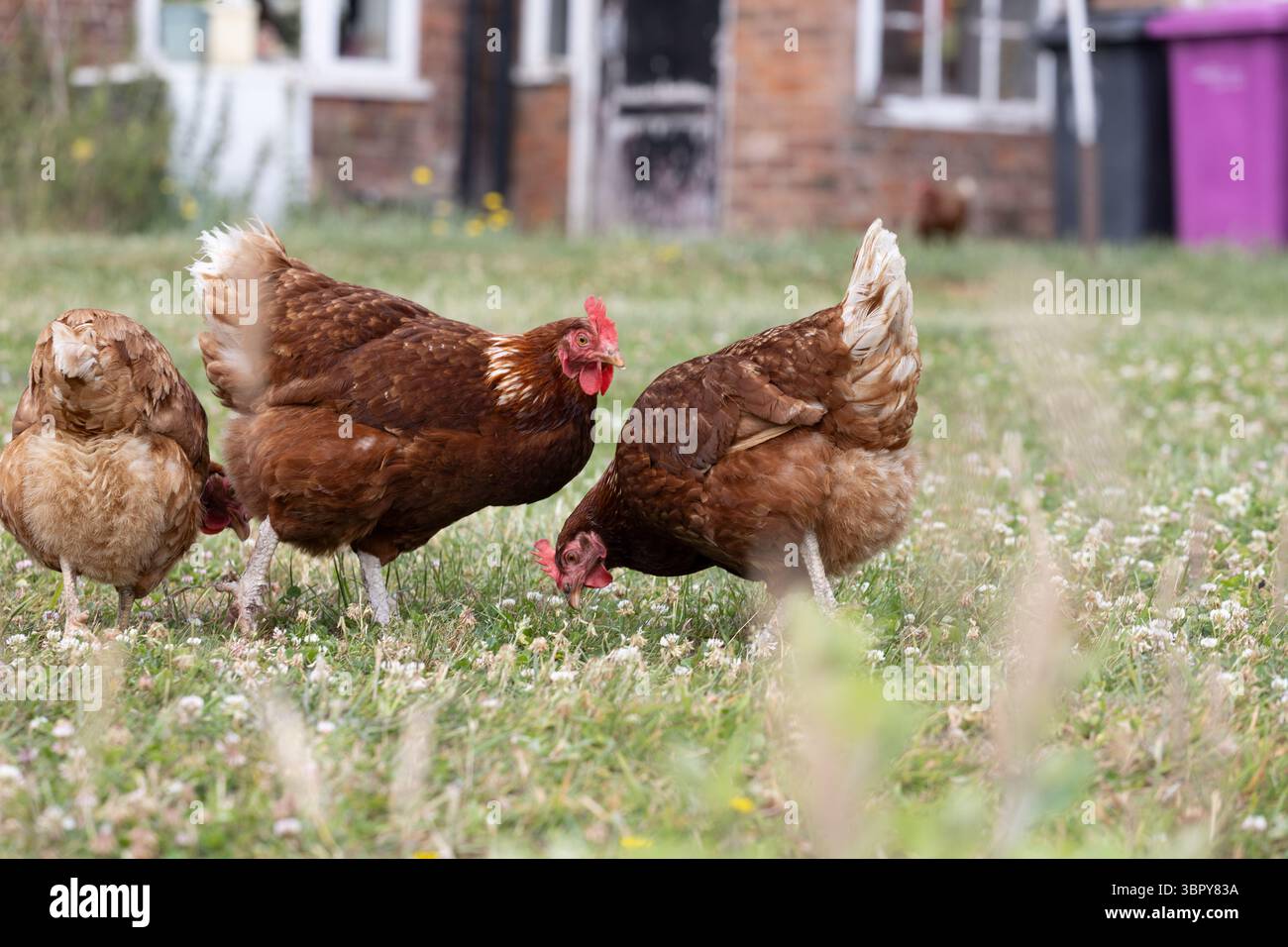 Galline in una fattoria Foto Stock