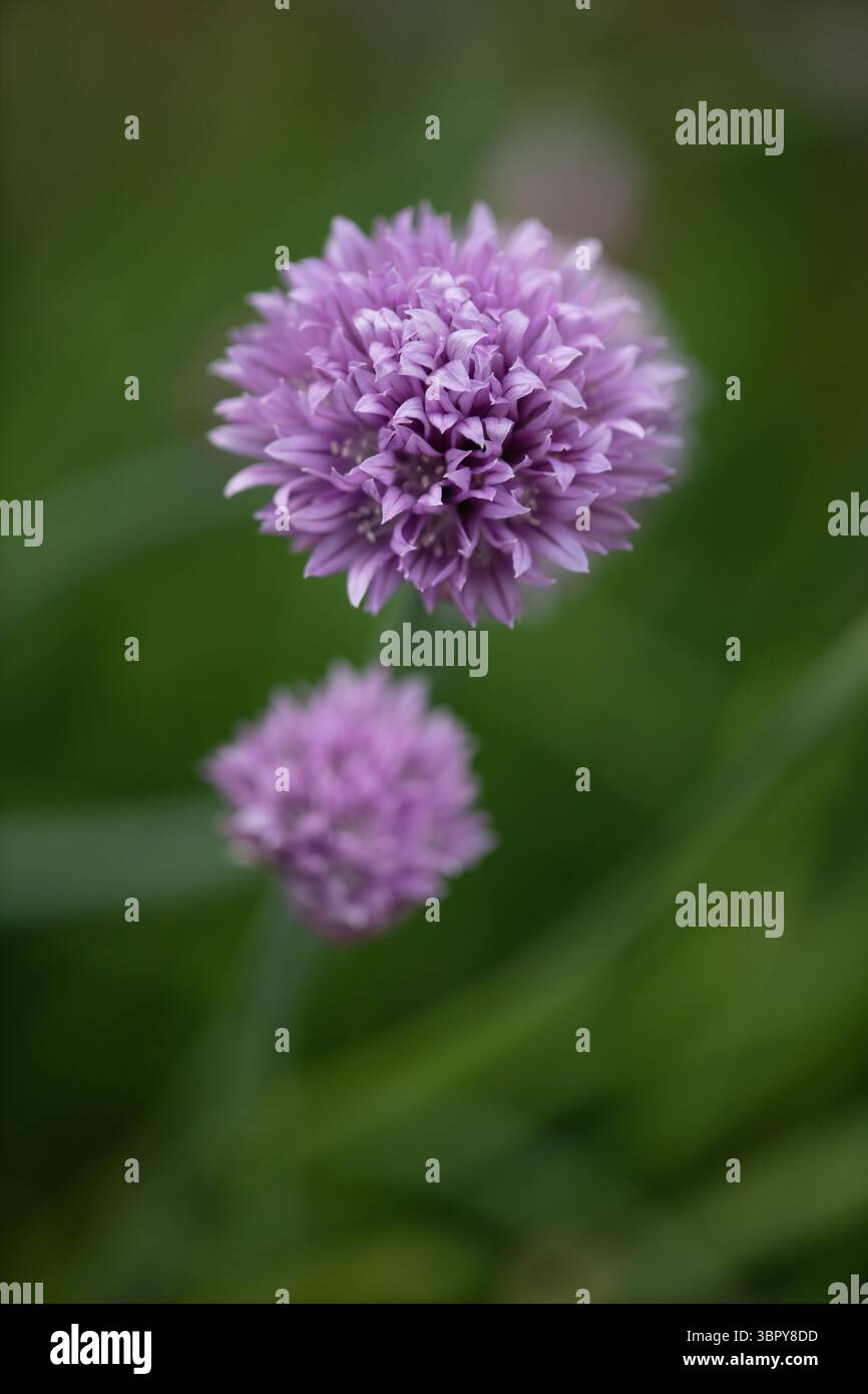 Focva selettiva di erba cipollina in fiore Foto Stock