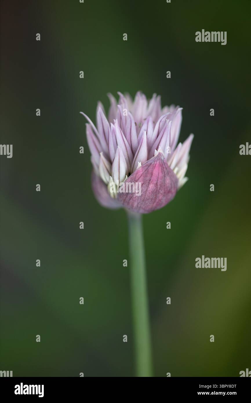 Focalizzazione selettiva dell'erba cipollina Foto Stock