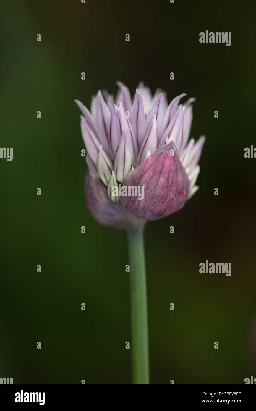 Focalizzazione selettiva dell'erba cipollina Foto Stock