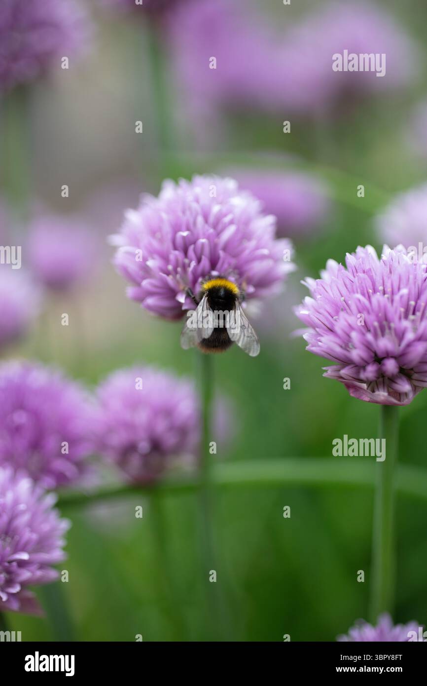 Focva selettiva delle api su erba cipollina Foto Stock
