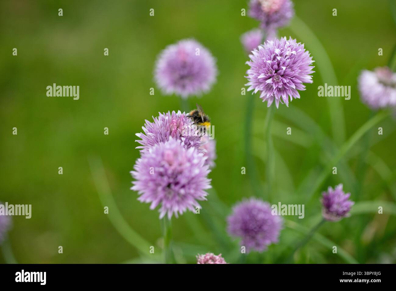 Focva selettiva delle api su erba cipollina Foto Stock
