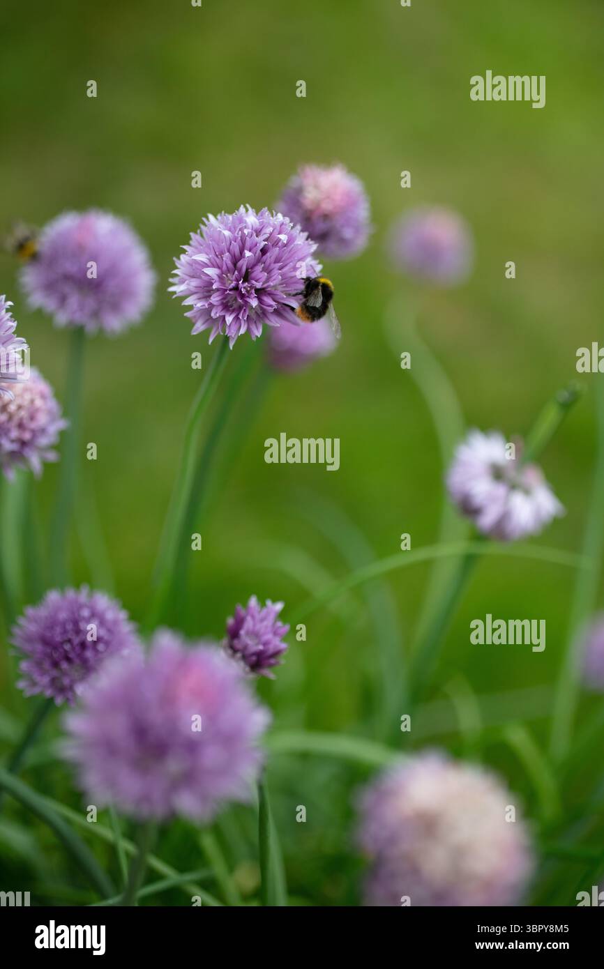 Focva selettiva delle api su erba cipollina Foto Stock