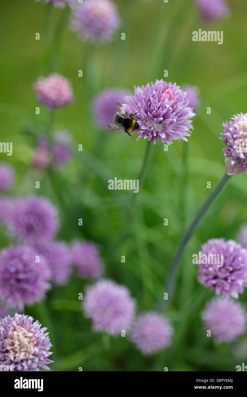 Focva selettiva delle api su erba cipollina Foto Stock