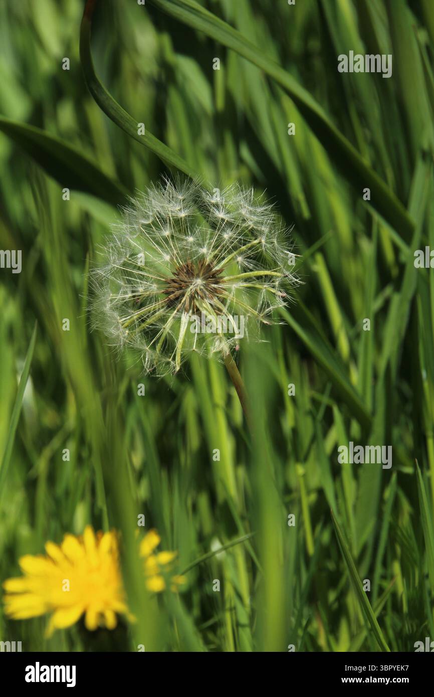 Una testa di seme di dente di leone si erge tra l'erba verde alta, con un fiore giallo brillante sfocato in primo piano, catturando un momento di tranquillità nella natura. Foto Stock