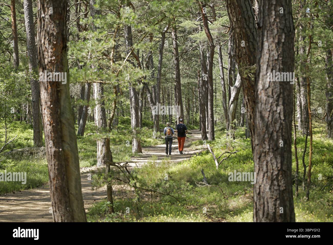 Walker, Forest, Darsser Ort, nato a. Darss, National Park Vorpommersche Boddenlandschaft, Meclemburgo-Vorpommern, Germania Foto Stock